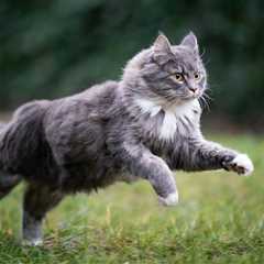 How Much Exercise Does Your Cat Need? Facts & Benefits