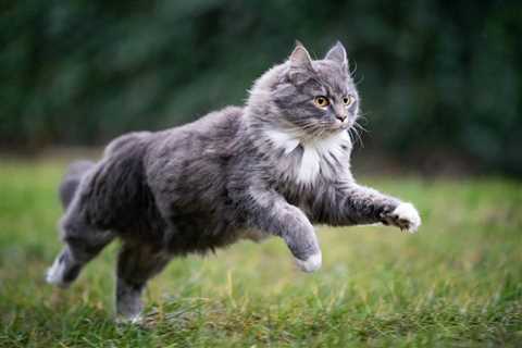 How Much Exercise Does Your Cat Need? Facts & Benefits