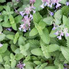 Can You Grow Catnip at Home? Here’s Our Guide & Tips