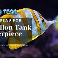 Choosing the Ideal Centerpiece Fish for Your 75-Gallon Tank: A Discussion with an Aquarium..