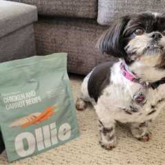 Ollie Dog Food Review: My Low-Energy Dog Tried Fresh Food For The First Time