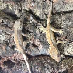 Herp Photo of the Day: Gecko