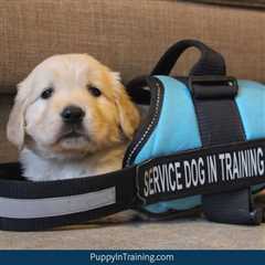 The Ultimate List: Service Dog Schools With Adoption Programs