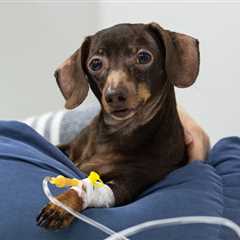 Dog Cancer Treatment Plan: What to Expect