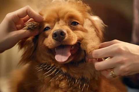 Fresh Dog Grooming Looks for Stylish Pooches in 2023