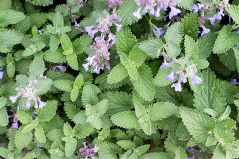 Can You Grow Catnip at Home? Here’s Our Guide & Tips