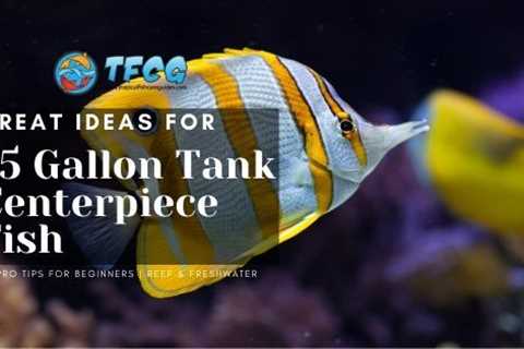 Choosing the Ideal Centerpiece Fish for Your 75-Gallon Tank: A Discussion with an Aquarium..