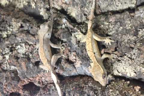 Herp Photo of the Day: Gecko