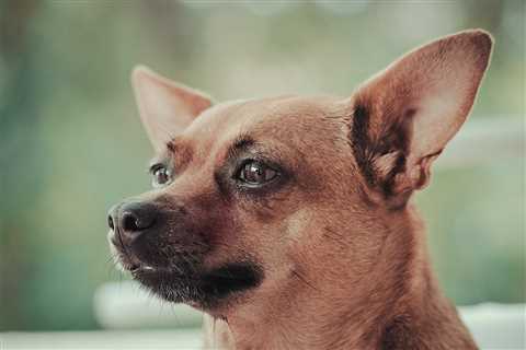 Ultimate Miniature Pinscher Puppy Shopping List: Checklist of 23 Must-Have Items