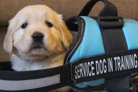 The Ultimate List: Service Dog Schools With Adoption Programs