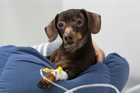 Dog Cancer Treatment Plan: What to Expect