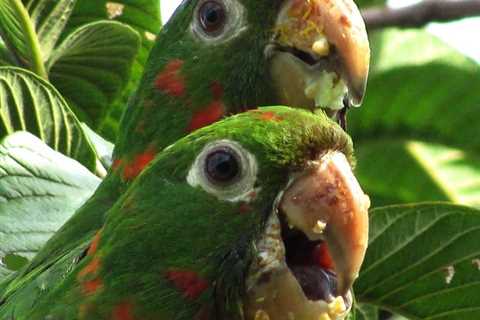 Embracing Untamed Pet Birds In the Confines of Your Home