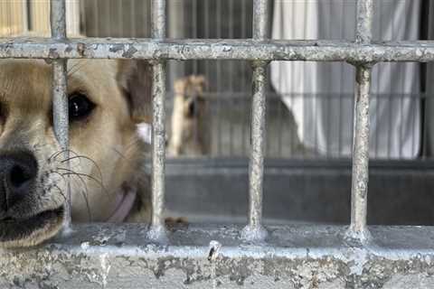 The Process of Surrendering a Pet to a Shelter in Los Angeles County