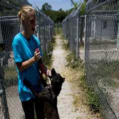 Volunteering at Animal Shelters in Lee County, Florida: Requirements and Benefits