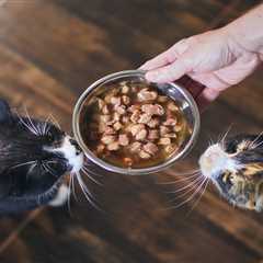 The Real Deal: Feline's Natural Cat Food