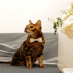 Groom Your Dallas Cat with Ease!
