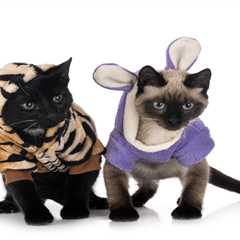 The Essential Cat Costume Accessories: Unleash Feline Fun!