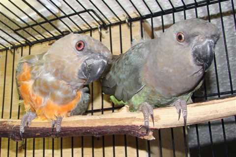 Is It True Former Breeder Birds Don’t Make Good Pets?