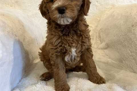 9 Best Goldendoodle Breeders In Alabama (2024)