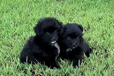 Stray, Orphaned Puppies Vow To Protect Each Other Until Help Arrives