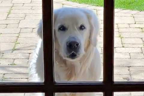 Senior Golden Retriever Visits Neighbors Daily To Give Them A Special Gift