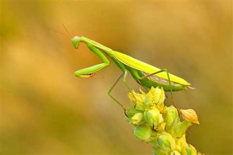 Can Praying Mantis Grow Back Limbs?