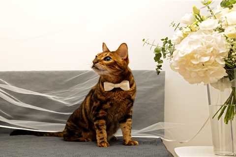 Groom Your Dallas Cat with Ease!