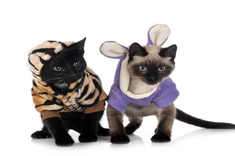 The Essential Cat Costume Accessories: Unleash Feline Fun!