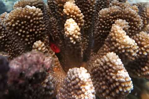 Scientists describe and name new species of coral in French Polynesia