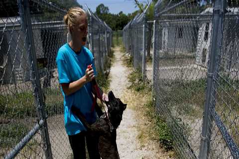 Volunteering at Animal Shelters in Lee County, Florida: Make a Difference in the Lives of Animals