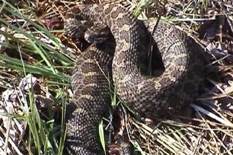 Herp Photo of the Day: Happy Rattlesnake Friday!