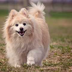 7 Strategies to Stop Your Pomeranian’s Resource Guarding