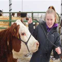 Expert Tips for Raising and Showing Show Steers in Oklahoma