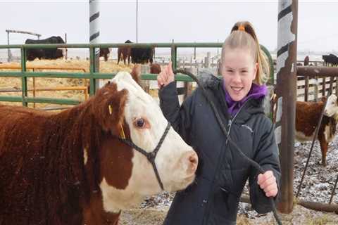 Expert Tips for Raising and Showing Show Steers in Oklahoma