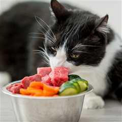Considering Homemade Cat Diets? Here’s What You Need to Know