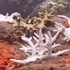 Coral City Camera – 7 Month Coral Growth, Bleaching, & Erosion Timelapse (5.1.23-12.8.23)