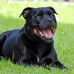 7 Strategies to Stop Your Staffordshire Bull Terrier’s Resource Guarding