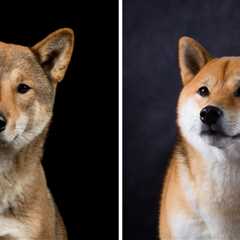 Shikoku Dog vs Shiba Inu: The Ultimate Comparison Guide to Japanese Breeds