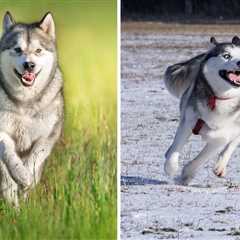 Alaskan Malamute vs Siberian Husky — Would You Pick a Gentle Giant or an Expressive Ball of Fluff?