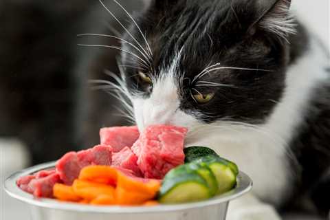 Considering Homemade Cat Diets? Here’s What You Need to Know