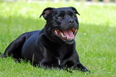 7 Strategies to Stop Your Staffordshire Bull Terrier’s Resource Guarding