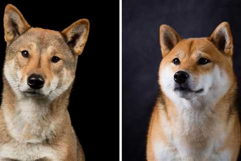 Shikoku Dog vs Shiba Inu: The Ultimate Comparison Guide to Japanese Breeds