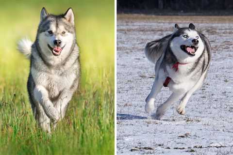 Alaskan Malamute vs Siberian Husky — Would You Pick a Gentle Giant or an Expressive Ball of Fluff?