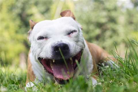 Kennel Cough in Dogs