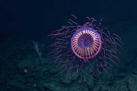 Monday Archives: A Fireworks Jelly (Halitrephes) To Ring In The New Year