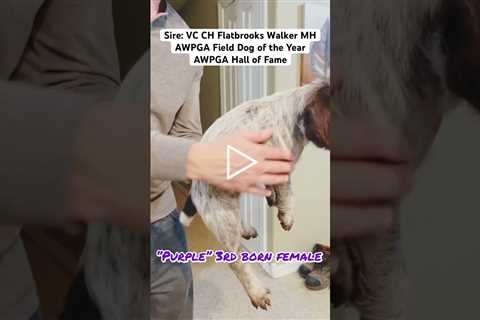 AVAILABLE: 4 Female Elite Wirehaired Pointing Griffon Pups in #Montana #WPG #Birddog
