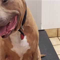 Collaboration for Animal Welfare in Calvert County, MD