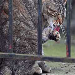 Animal Welfare in Calvert County, MD: A Comprehensive Guide