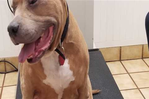 Collaboration for Animal Welfare in Calvert County, MD