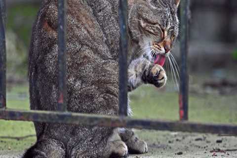 Animal Welfare in Calvert County, MD: A Comprehensive Guide